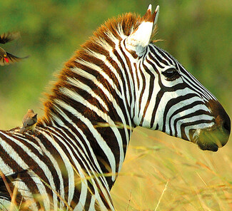 Selous Wildreservat - Zebra Selous Wildreservat - Zebra