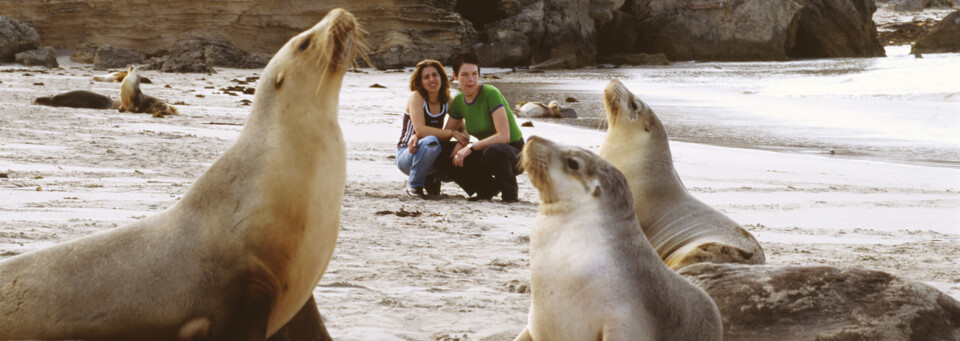 Seelöwen auf Kangaroo Island