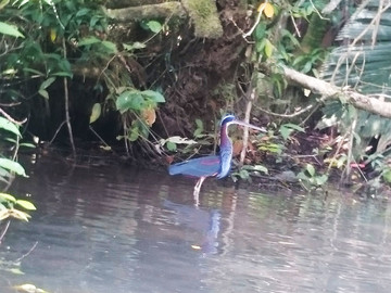 Reisebericht Costa Rica - Vogel im Tortuguero Nationalpark