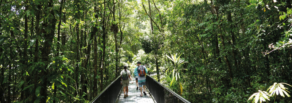 Daintree Regenwald