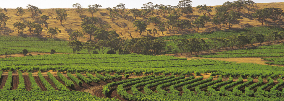 Weinberge Clare Valley