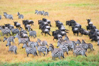 Gnu- und Zebraherde in der Serengeti