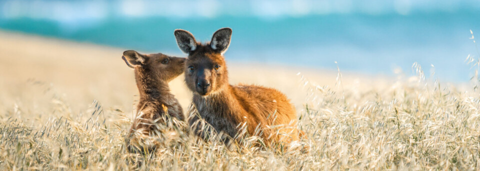 Kangaroo Island