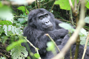 Gorilla Trekking in Uganda