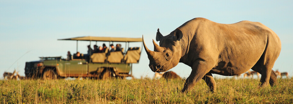 Safari in Südafrika