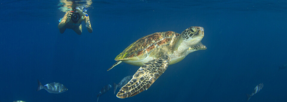 Meeresschildkröte an den Galapagos Inseln