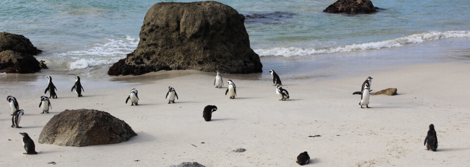 Reisebericht Südafrika - Pinguine am Boulder's Beach