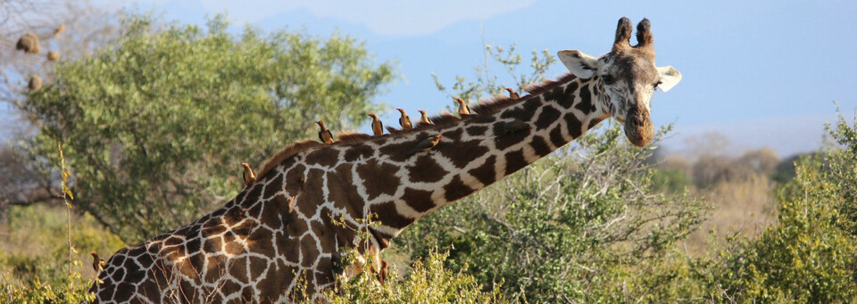 Safari - Giraffe