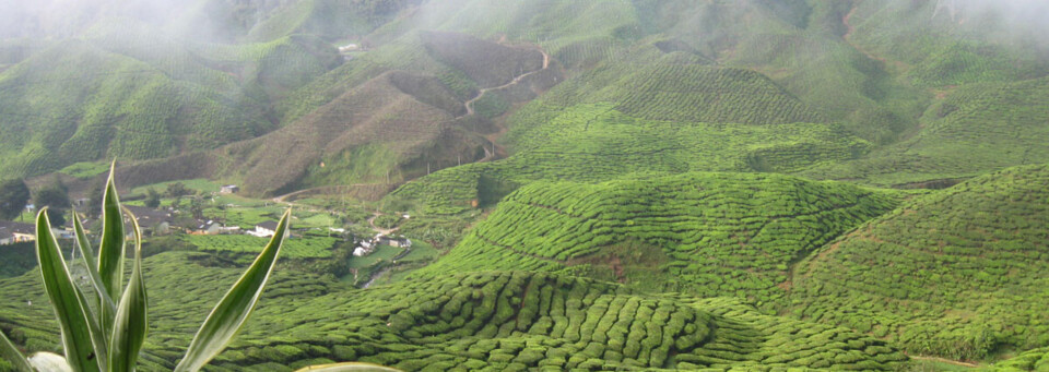 Cameron Highlands