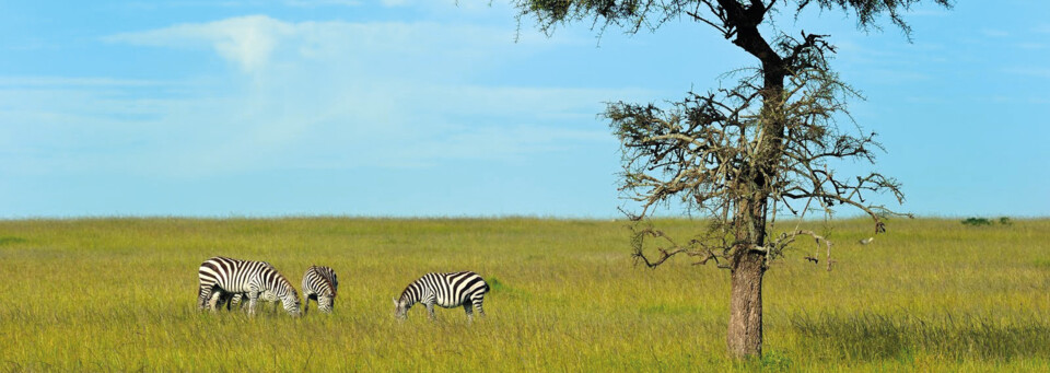 Zebras Masai Mara Kenia