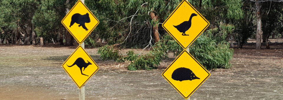 Tierwelt auf Kangaroo Island