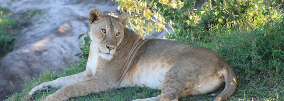 Löwin in der Massai Mara