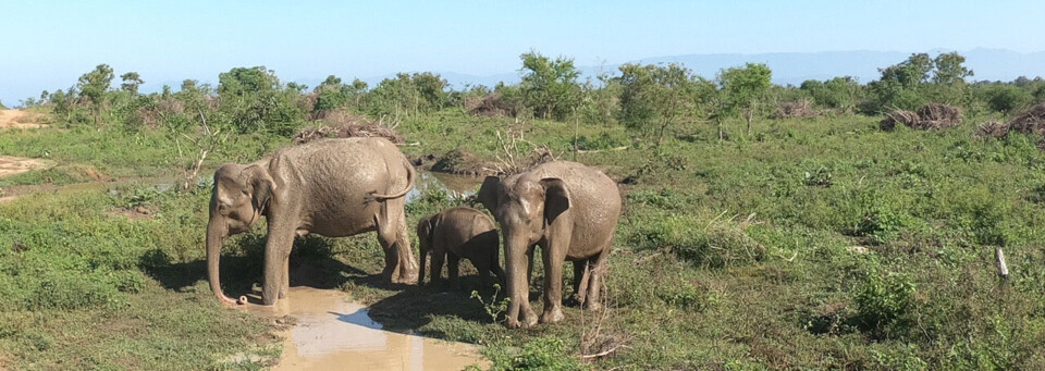 Elefanten im Udawalawe Nationalpark