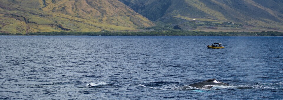 Wal im Meer vor Maui