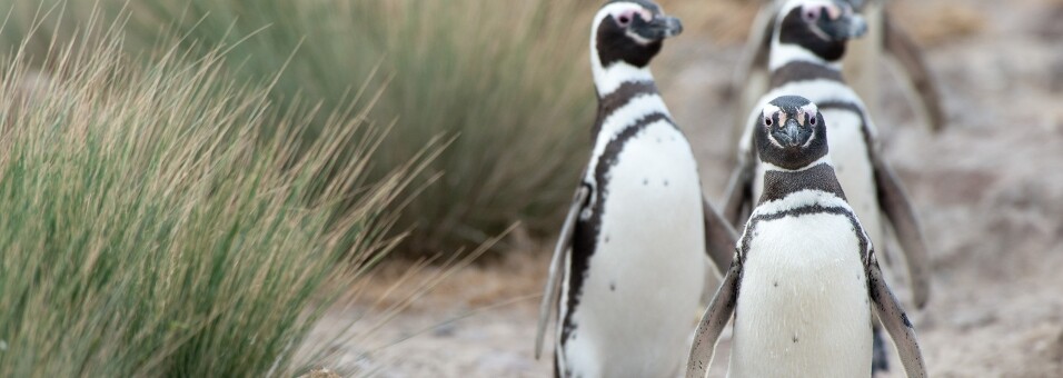 Magellanpinguine in Patagonien
