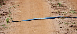 Black Mamba im Serengeti Park