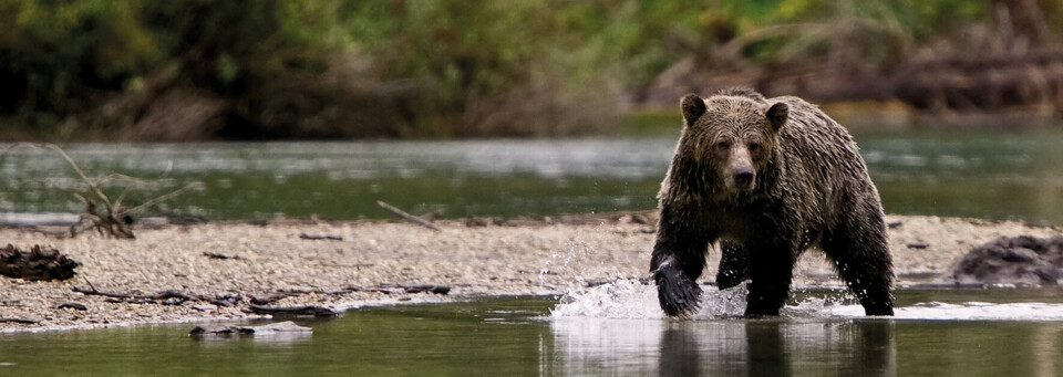 Bär im Wasser