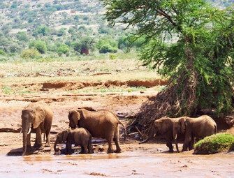 Kenia Reisebericht - Elefanten im Samburu Nationalreservat