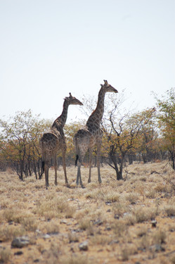 Namibia mit Kindern Reisebericht: Etosha Nationalpark