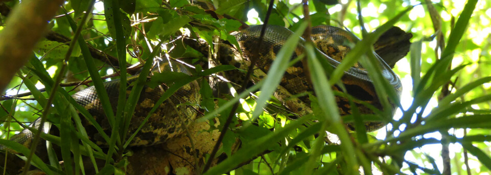 Madagaskar Reisebericht: Boa Constrictor