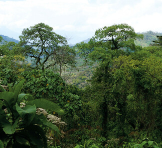 Bwindi Impenetrable Nationalpark Bwindi Impenetrable Nationalpark