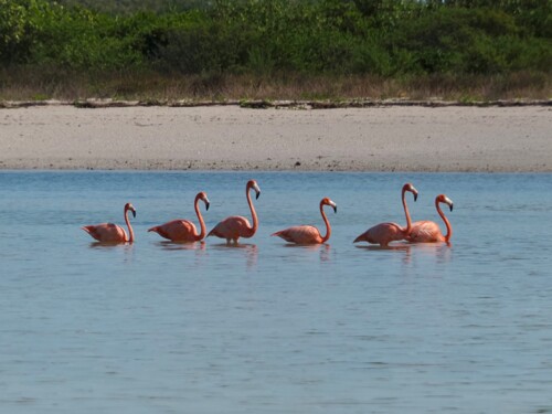 Reserva de la Biosfera Ría Celestún