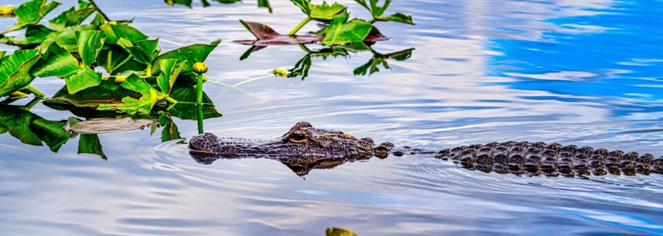 Everglades Nationalpark Krokodil