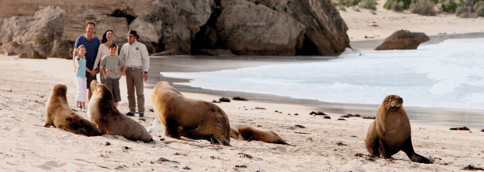 Kangaroo Island Seelöwen