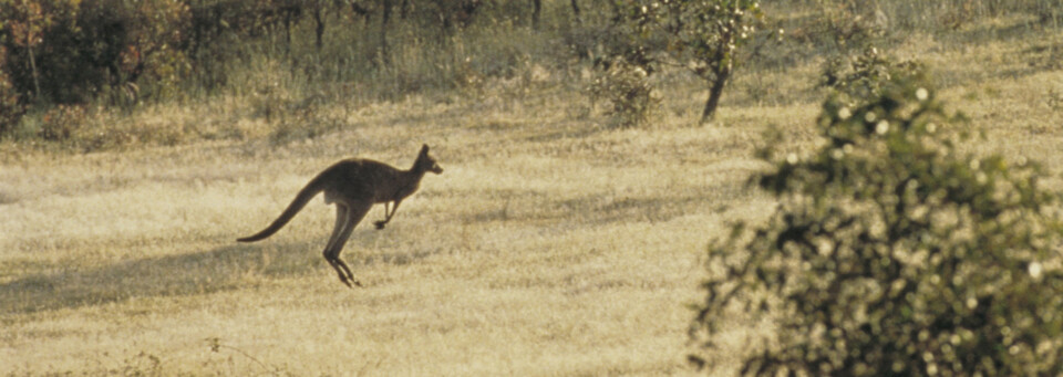 Känguru im Wilden