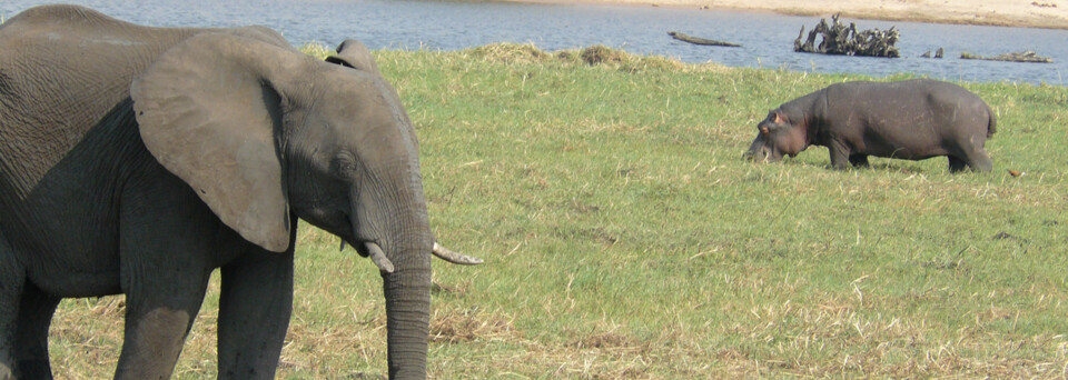 Reisebericht Botswana: Elefant und Nashorn im Chobe Nationalpark