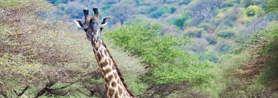 Giraffe im Lake Manyara Nationalpark