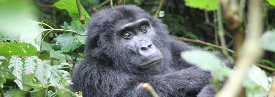 Gorilla Trekking in Uganda