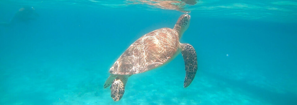 Schildkröte auf Palawan