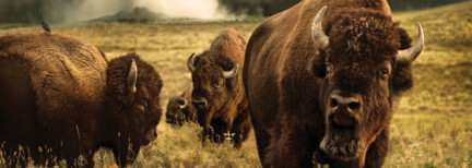 Yellowstone Wildlife Erlebnis