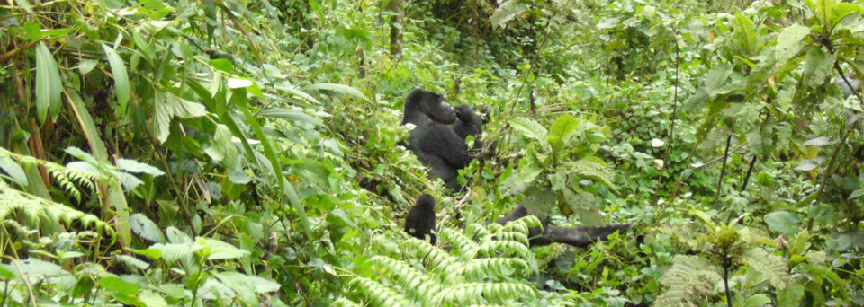 Gorilla Trekking: Gorilla in freier Wildbahn