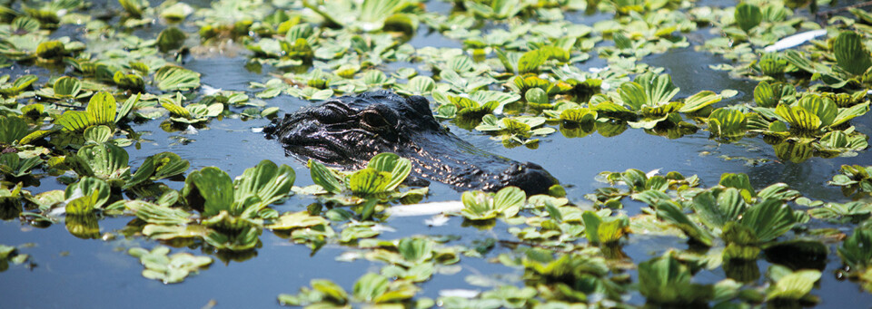 Alligator Everglades Florida