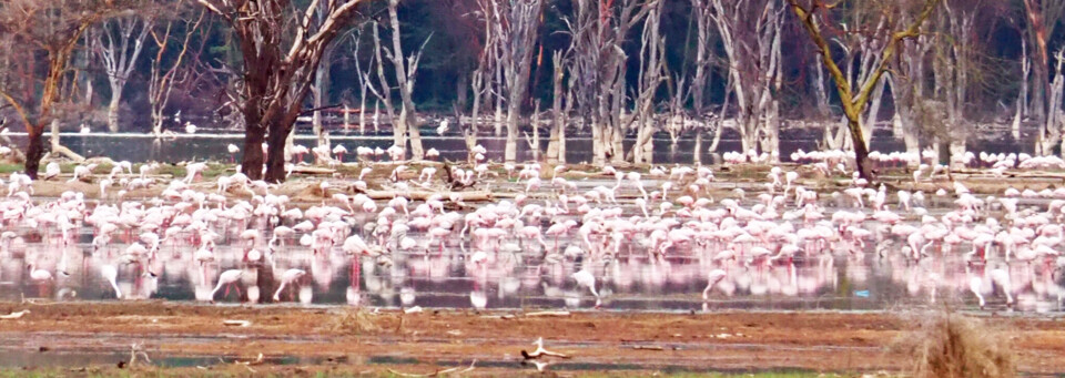 Lake Nakuru