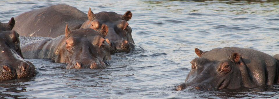 Nilpferde im Chobe Nationalpark