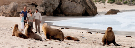 Wildlife auf Kangaroo Island