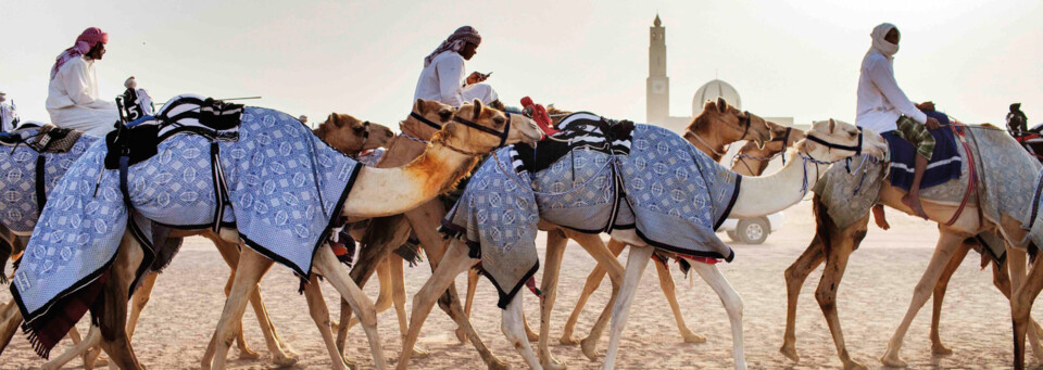 Kamele  Vereinigte Arabische Emirate