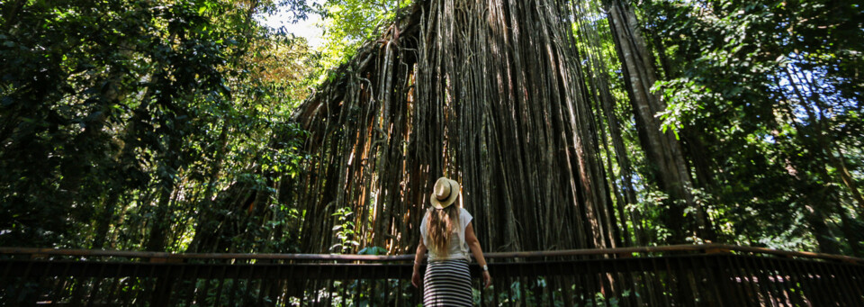 Rainforest Walk Queensland