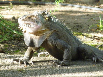 Reiseberichte Karibik: Iguana Echse