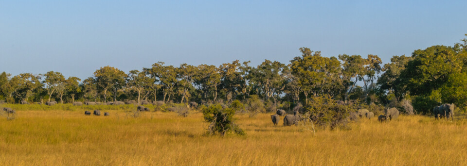 Elefantenherde im Okavango Delta