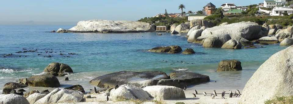 Pinguine am Boulders Beach