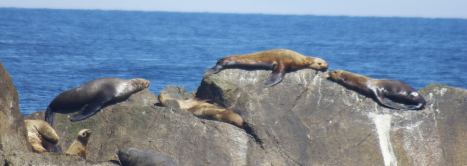 Alaska Reisebericht: Seelöwen im Kenai Fjords Nationalpark