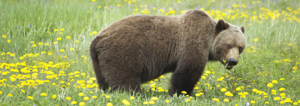 Grizzly am Haines Highway