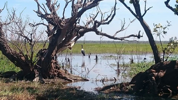 Mary River Wetlands