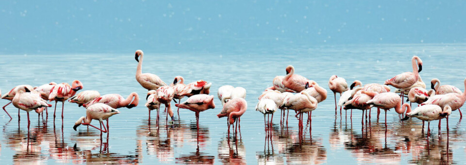 Flamingos Lake Nakuru Kenia