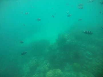 Reisebericht Seychellen - Unterwasserwelt Seychellen