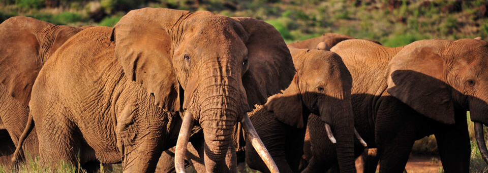 Elefanten in Kenia